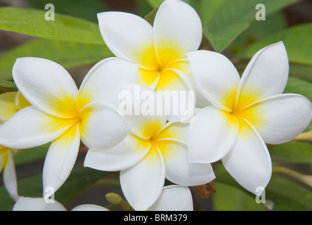 Plumeria Rubra mit weißen Blüten; Frangipani, Plumeria oder das Temple Tree. Stockfoto