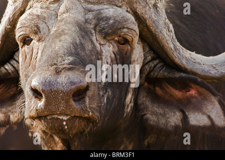 Engen Bildniss eines alten Cape Buffalo bull Stockfoto