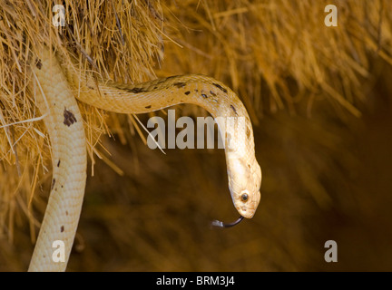 Cape Cobra Futter für Weber Eiern und Küken in einem Nest gesellig weaver Stockfoto