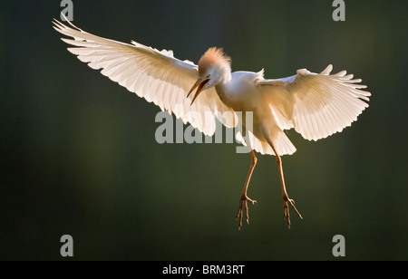 Kuhreiher in Zucht Gefieder hereinkommen zu landen Stockfoto