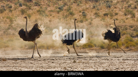 Drei gemeinsame Strauß jagen einander in einer Wüstenlandschaft Stockfoto