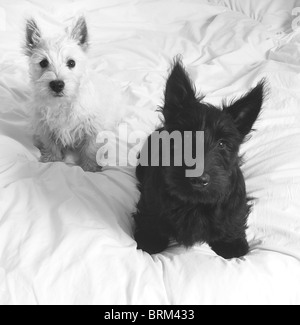 Ein Hündchen White West Highland Terrier (Westie) (Baxter) und einem Scottish Terrier Welpen Hund (Scottie)(Fergus). Schwarz / weiß Stockfoto