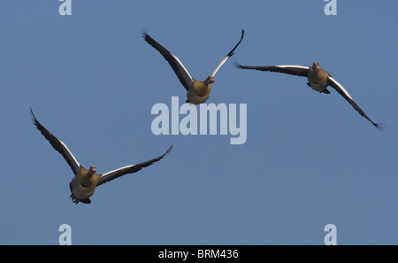 Ägyptische Gans im Flug Stockfoto