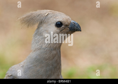 Graue Go-away-Bird-Porträt Stockfoto