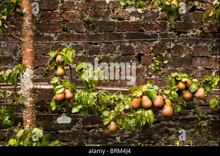 Espaliered Birne, Pyrus Communis "Beurre Hardy", wächst in The Lost Gardens of Heligan in Cornwall, Großbritannien Stockfoto