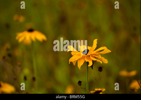 Rudbeckia, Sonnenhut, wächst in The Eden Project in Cornwall, Großbritannien Stockfoto