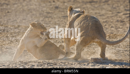 Löwenbabys spielen kämpfen Stockfoto