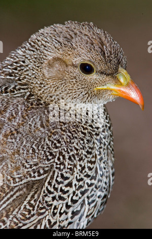 Natal Spurfowl Porträt Stockfoto