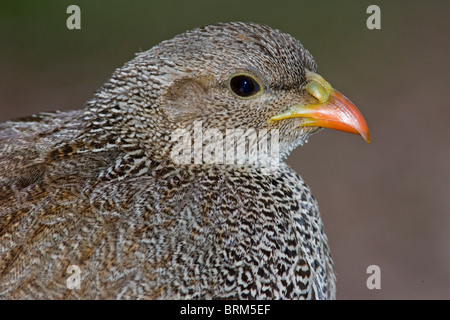 Natal Spurfowl Porträt Stockfoto