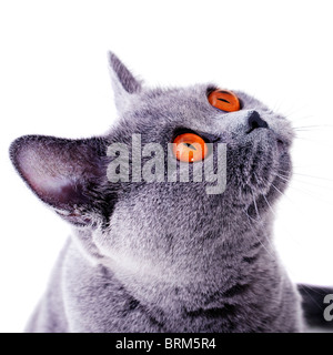 Schnauze des britischen Katze mit gelben Augen, isoliert auf weiss Stockfoto