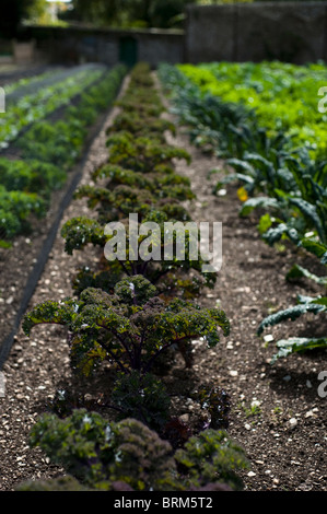 Grünkohl Redbor, Brassica Oleracea, wächst in The Lost Gardens of Heligan in Cornwall, Großbritannien Stockfoto