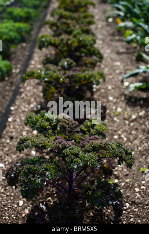 Grünkohl Redbor, Brassica Oleracea, wächst in The Lost Gardens of Heligan in Cornwall, Großbritannien Stockfoto