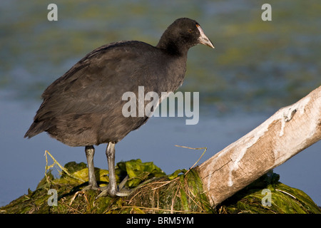 Rot-genoppten Blässhuhn Stockfoto