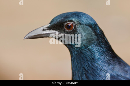 Red-winged Starling Porträt Stockfoto