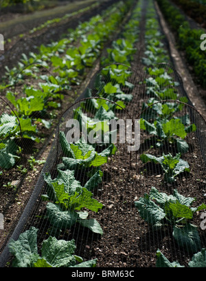 Kohl, Brassica Oleracea Capitata "Ormskirk" (links) und "Winterking" (rechts Stockfoto