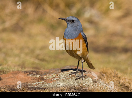 Sentinel Rock-Soor Stockfoto