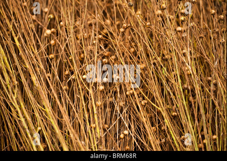 Lein, Linum usitatissimum Stockfoto