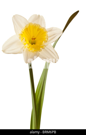 Weiße Feder Narzisse Blumen auf weißem Hintergrund isoliert Stockfoto