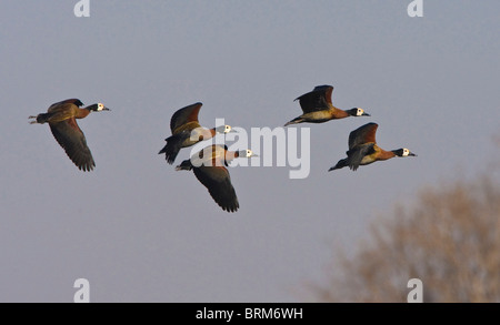 White-faced Ente im Flug Stockfoto