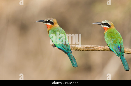 Zwei White-fronted Bienenfresser thront auf einem Rohr Stockfoto