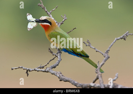 White-fronted Bienenfresser mit Schmetterling im Schnabel Stockfoto