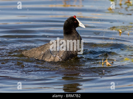 Rot-genoppten Blässhuhn Stockfoto