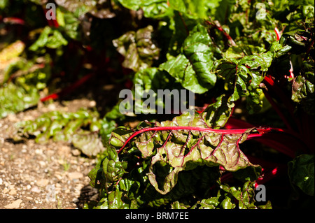 Blatt-Rüben, Ruby Mangold, wächst in The Lost Gardens of Heligan in Cornwall, Großbritannien Stockfoto