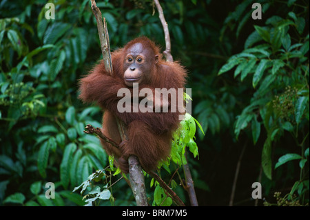 Junger Orang-Utan sitzen auf dem Baum Stockfoto