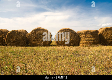 Heuballen im Feld Stockfoto