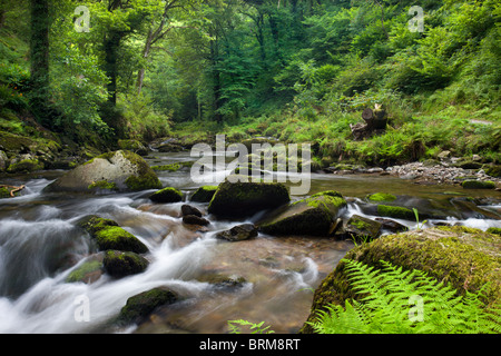 East Lyn River an Watersmeet, Exmoor National Park, Devon, England. (August) im Sommer 2009. Stockfoto