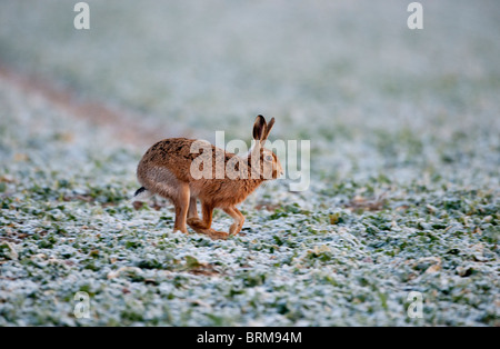 Brauner Hase Lepus Lepus Norfolk Winter Stockfoto