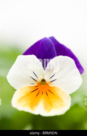 Viola 'Peach Jump Up' in Blüte Stockfoto