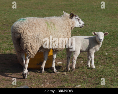 EWE und ihr Lamm Weiden auf Heulage Stockfoto