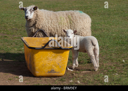 EWE und ihr Lamm Weiden auf Heulage Stockfoto