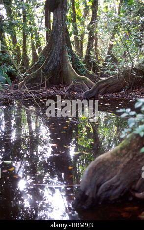 Überfluteten Regenwald, Bäume und Wurzeln. Amazonas Regenwald, Brasilien. Aue, Tiefland, die während der Regenzeit, Igapo überfluten Stockfoto