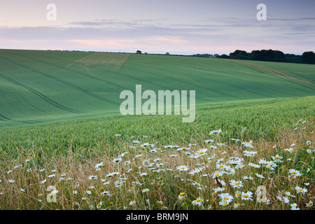 Gänseblümchen wachsen am Rande der ein Getreide-Feld in der South Downs National Park, Hampshire, England. Sommer (Juli) 2010. Stockfoto