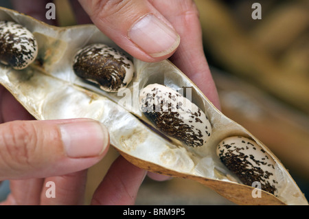 Saubohne Samen "Painted Lady" Auswahl speichern Stockfoto