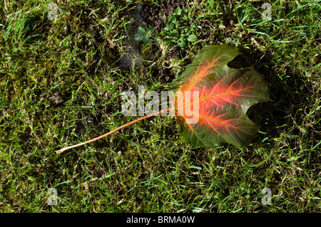 Morgens Tautropfen auf einem Ahorn Blatt im Herbst Farben auf einem Rasen gefallen Stockfoto