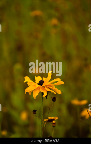 Rudbeckia, Sonnenhut, wächst in The Eden Project in Cornwall, Großbritannien Stockfoto