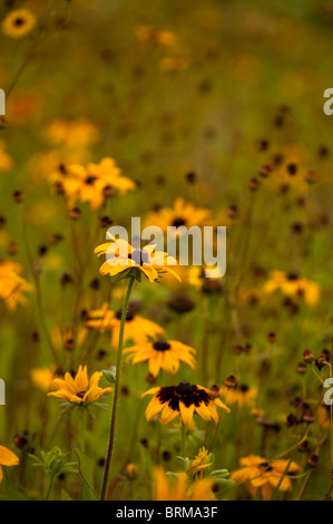 Rudbeckia, Sonnenhut, wächst in The Eden Project in Cornwall, Großbritannien Stockfoto