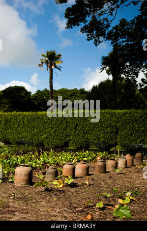 Rhabarber zwingt Töpfe auf The Lost Gardens of Heligan in Cornwall, Großbritannien Stockfoto