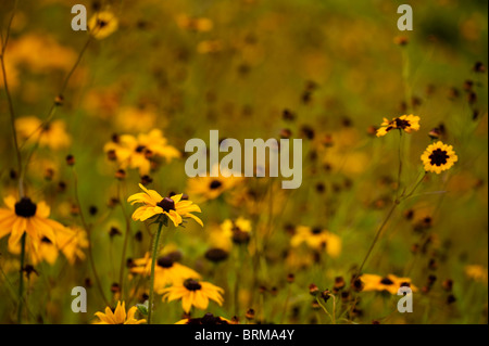 Rudbeckia, Sonnenhut, wächst in The Eden Project in Cornwall, Großbritannien Stockfoto