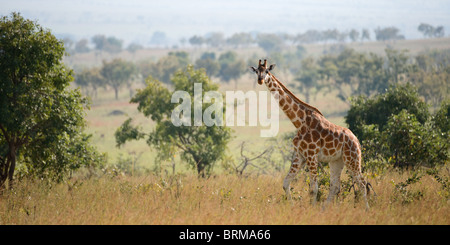 Giraffe auf Savanne in einem Mittagssonne laufen. Stockfoto