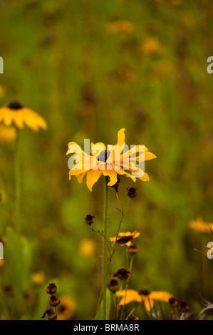 Rudbeckia, Sonnenhut, wächst in The Eden Project in Cornwall, Großbritannien Stockfoto