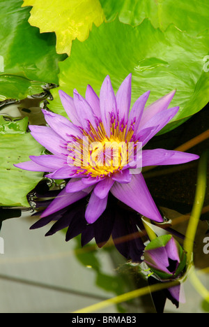 Seerose - Seerose 14 Stockfoto