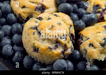 Blueberry Muffins Closeup mit Beeren rundum Stockfoto