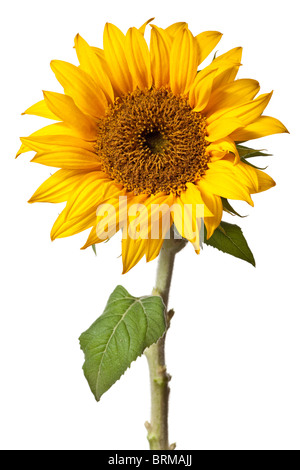 Sonnenblume auf einer rein weißen Hintergrund isoliert Stockfoto