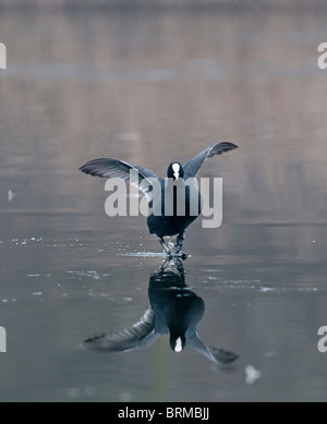 Blässhuhn Fulica Atra gehen auf Eis Norfolk Winter Stockfoto