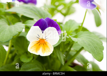 Viola 'Peach Jump Up' in Blüte Stockfoto