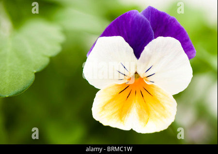 Viola 'Peach Jump Up' in Blüte Stockfoto